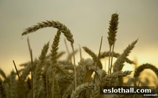 电子游艺厅娱乐活动探秘：骰宝游戏的洗码返佣机制详解
