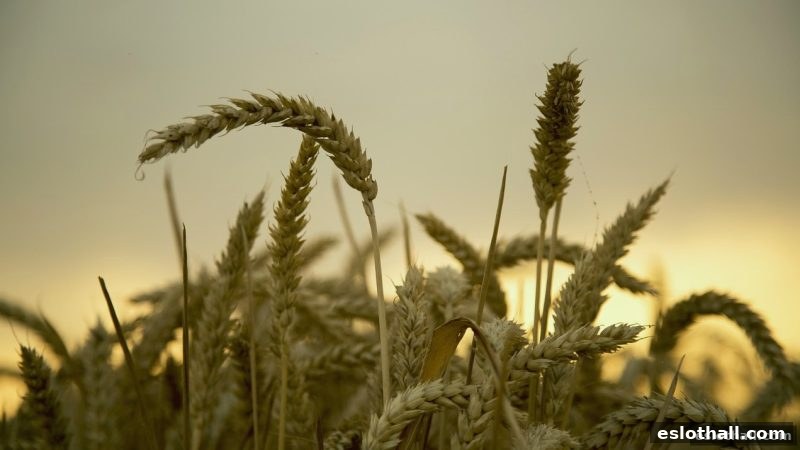 电子游艺厅娱乐活动探秘：骰宝游戏的洗码返佣机制详解